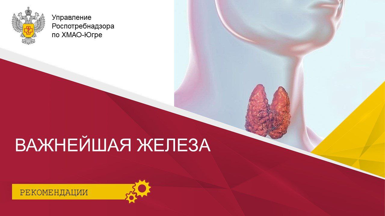 Важнейшая железа Важнейшая железа