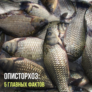 Описторхоз