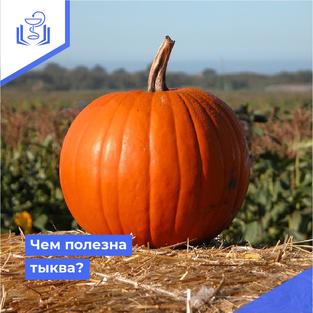 Чем полезна тыква? Чем полезна тыква?