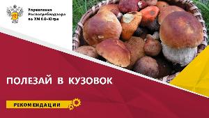 Правила сбора грибов: безопасная "тихая охота"