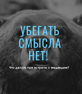 Убегать смысла нет! Что делать при встрече с медведем?