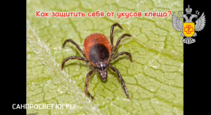 Защита от клещей на природе: важные советы