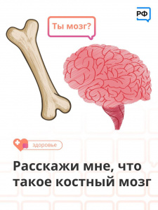Расскажи мне, что такое костный мозг