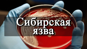 Сибирская язва
