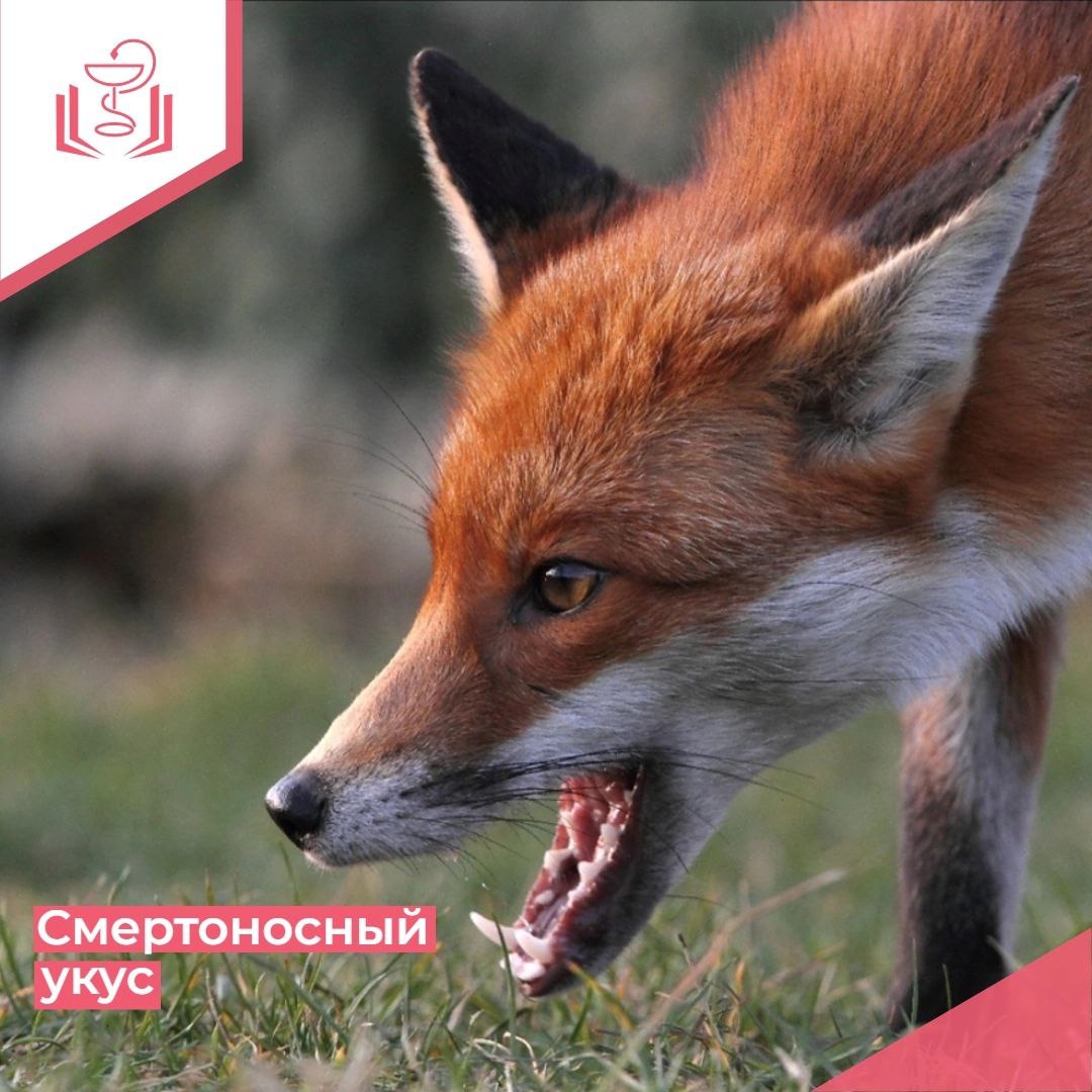 Смертоносный укус Смертоносный укус