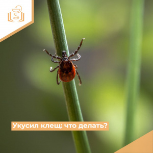 Укусил клещ: что делать?