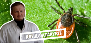 Клещи атауют