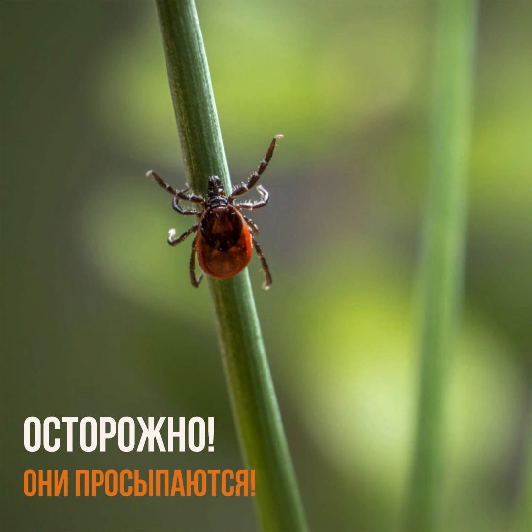 Осторожно! Они просыпаются! Осторожно! Они просыпаются!