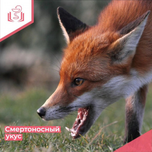 Смертоносный укус