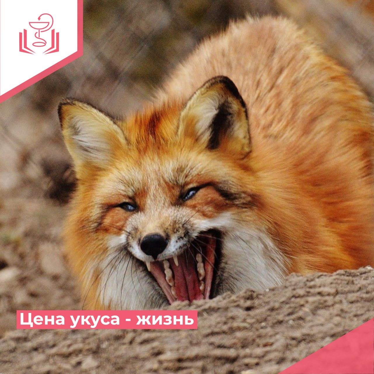Цена укуса - жизнь Цена укуса - жизнь