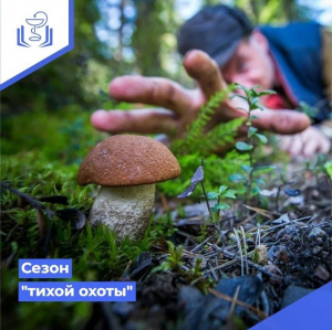 Сезон "тихой охоты"