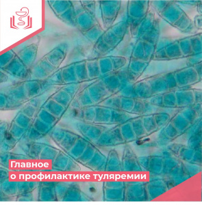 Главное о профилактике туляремии