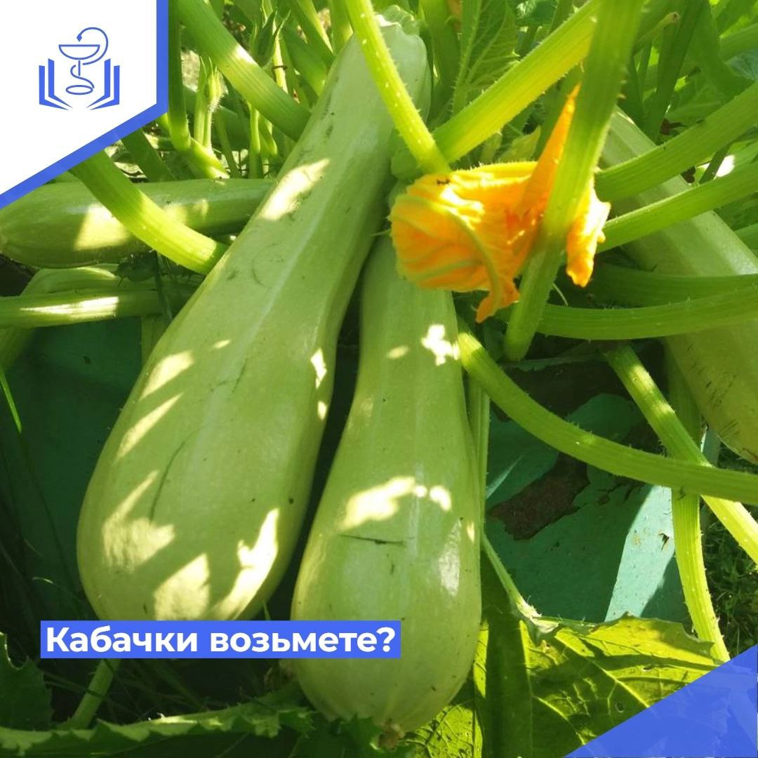 Кабачки возьмете? Кабачки возьмете?