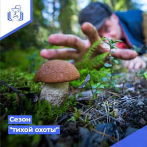 Сезон "тихой охоты"