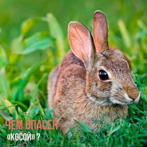 Чем опасен "косой"?