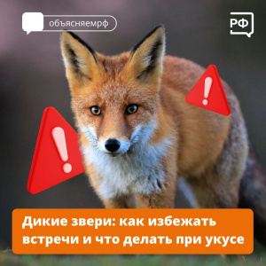 Дикие звери: как избежать встречи и что делать при укусе