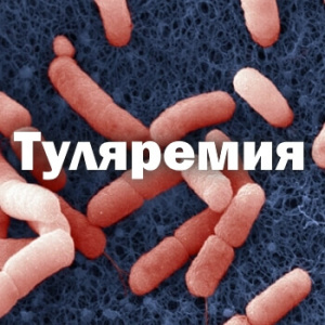 О профилактике туляремии