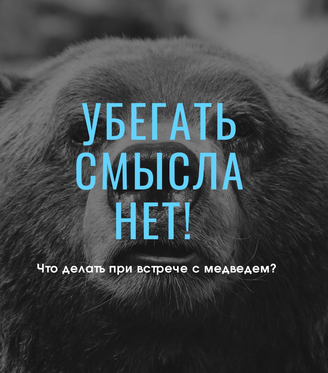 Убегать смысла нет! Что делать при встрече с медведем? Убегать смысла нет! Что делать при встрече с медведем?