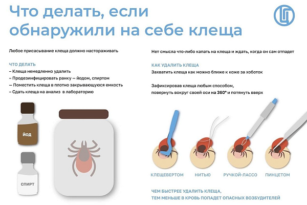 Сезон активности клещей