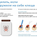 Сезон активности клещей