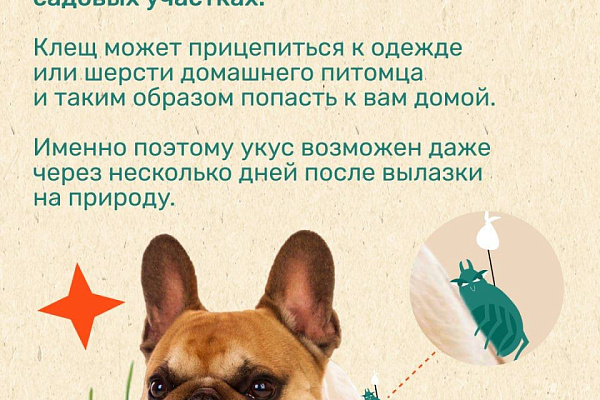 Сезон клещей: как обезопасить себя в путешествии