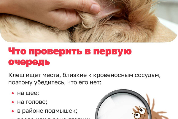 Как избавиться от клещей