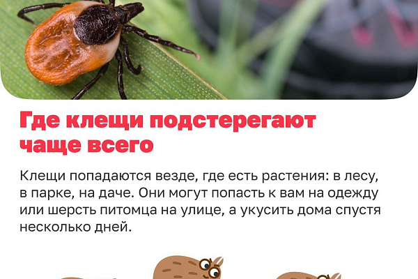 Как избавиться от клещей