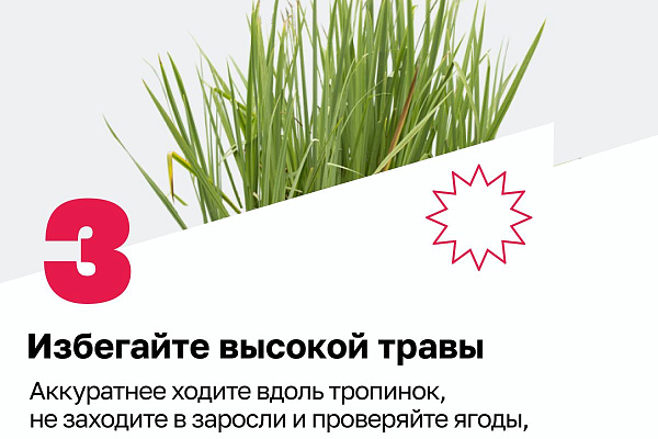 Внимание: сезон клещей начался!