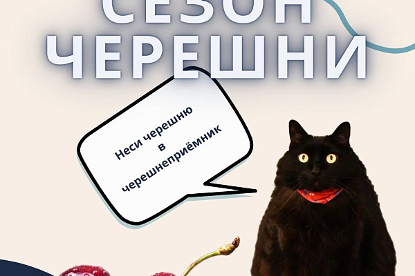 Вопрос, который мы все задаем себе каждое лето: можно ли съесть слишком много черешни?