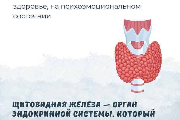 Щитовидная железа, что нужно знать?