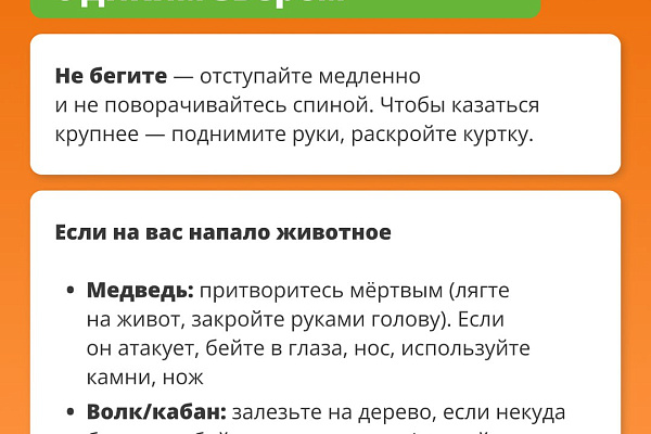 Дикие звери: как избежать встречи и что делать при укусе