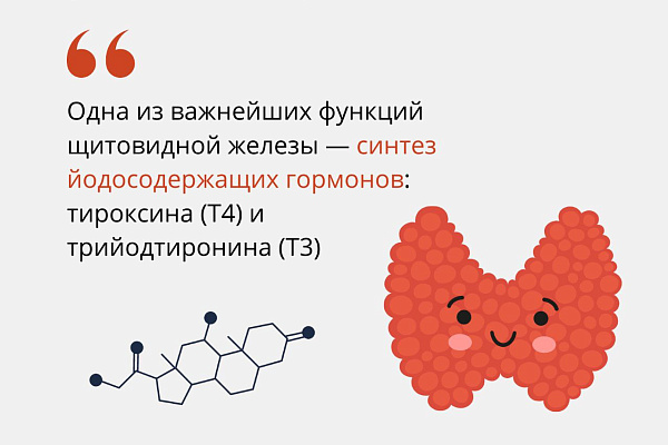 Заботимся о щитовидной железе