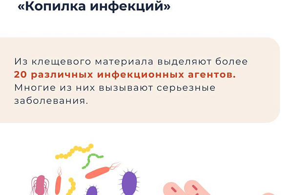 Укус клеща и его последствия