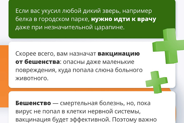 Дикие звери: как избежать встречи и что делать при укусе