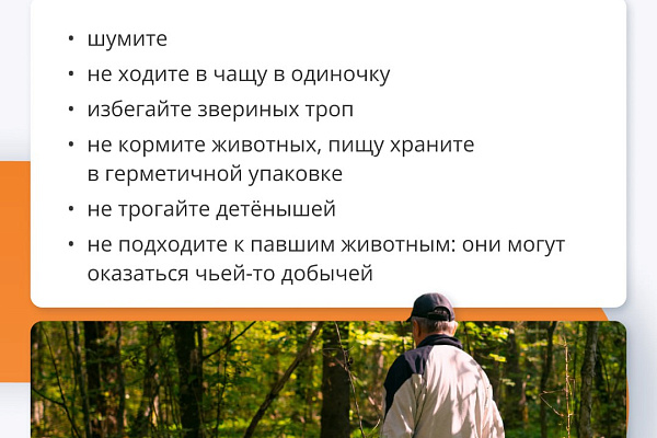 Дикие звери: как избежать встречи и что делать при укусе
