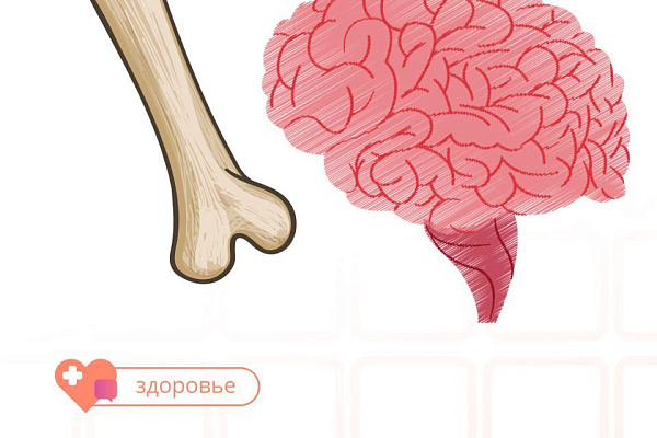 Расскажи мне, что такое костный мозг